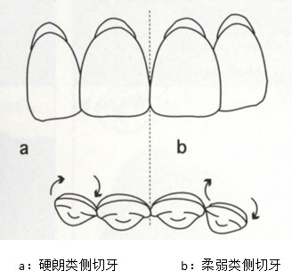 尖牙的作用-9